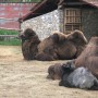 zoo_5